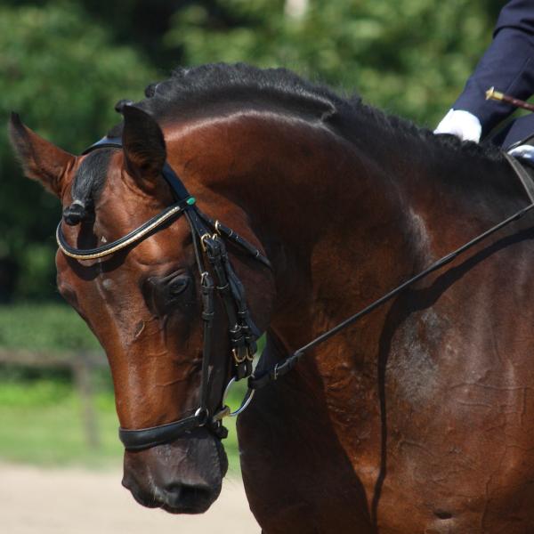 British Riding Clubs Area 16