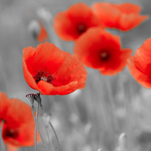 Colsterworth Festival of Remembrance