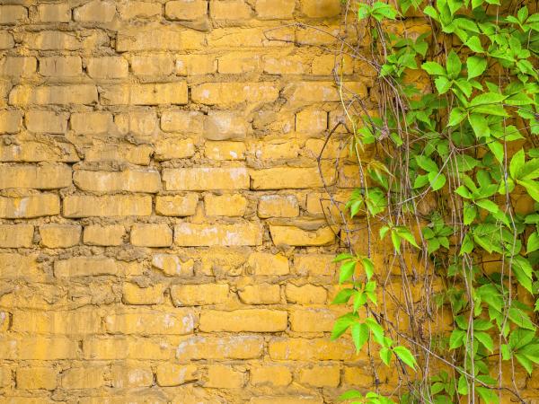 Cuf(f)ley Family History