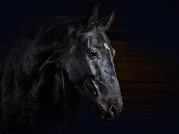 Trophies 4 Everything